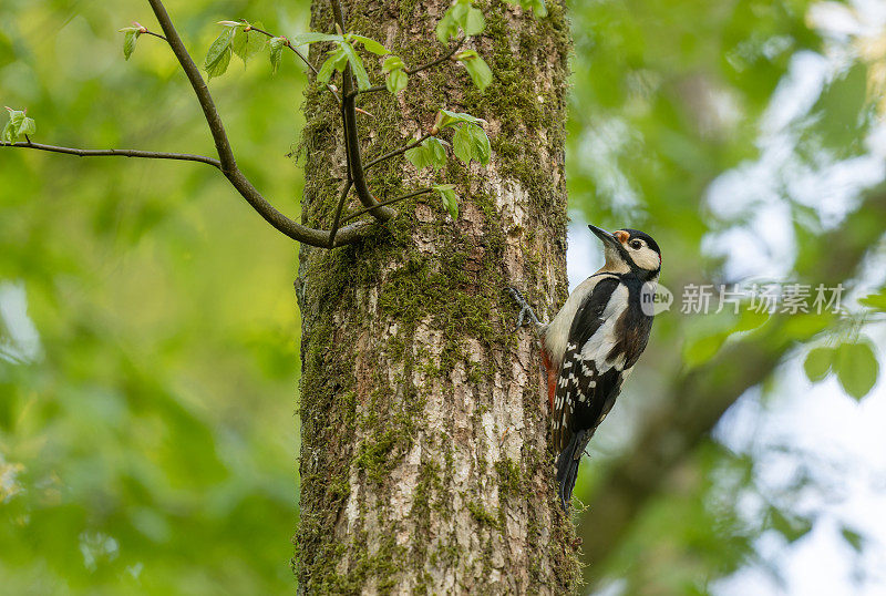 雄性大斑啄木鸟(major Dendrocopos)